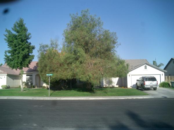 tree