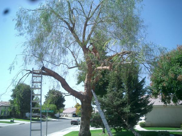 tree