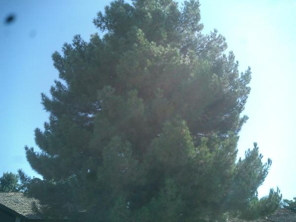 tree