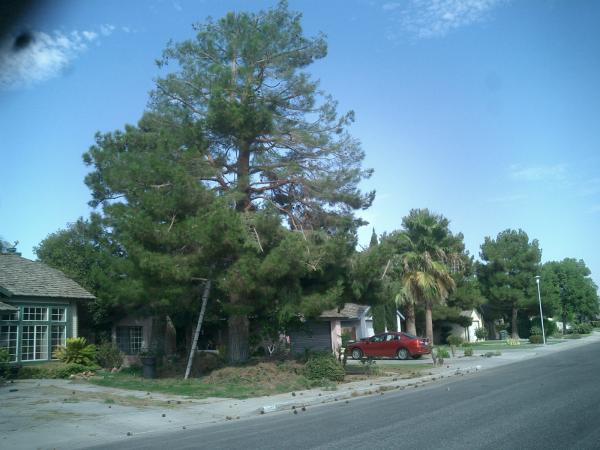 tree