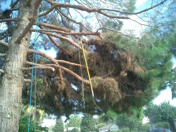tree