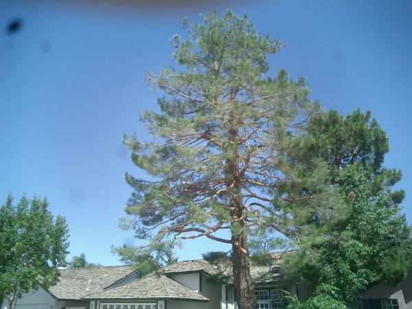 tree