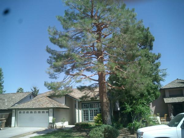 tree