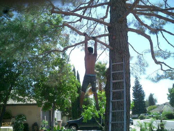 tree