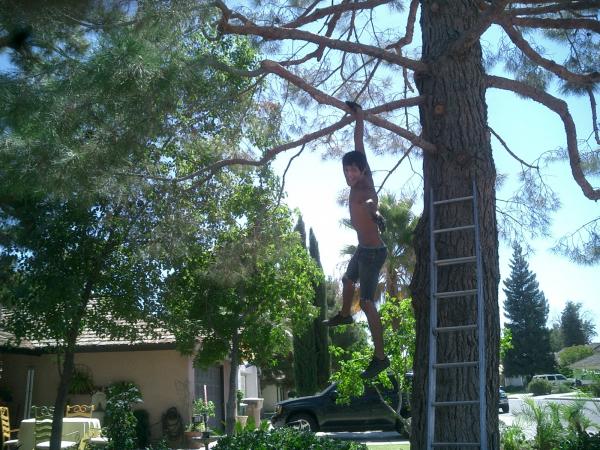 tree