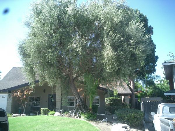 tree