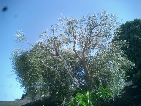 tree
