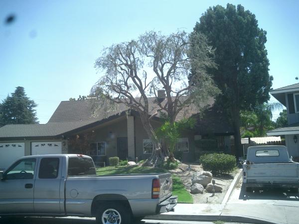 tree