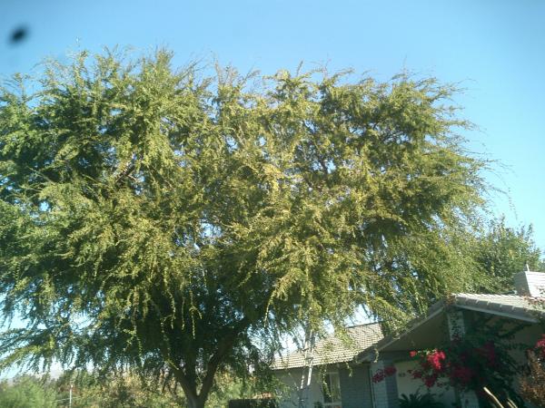 tree