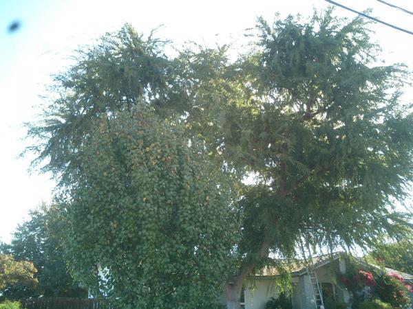 tree