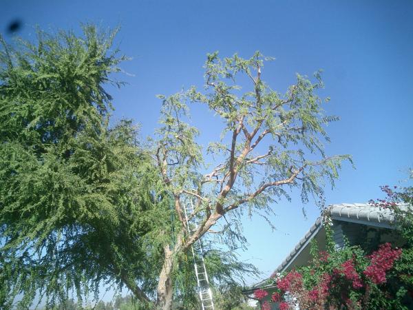 tree