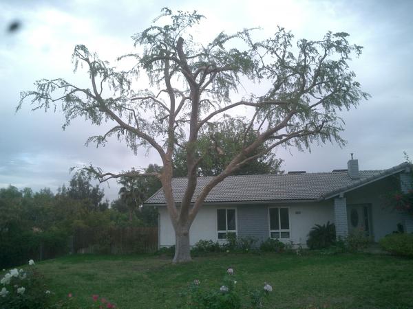 tree
