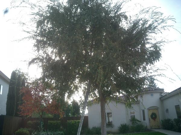 tree