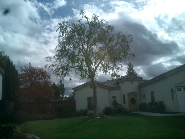 tree