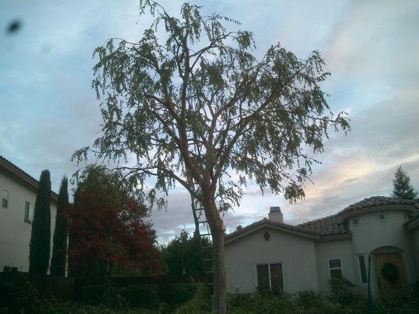 tree