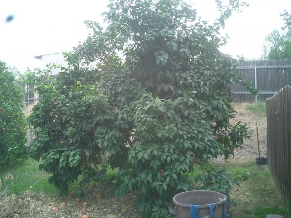 tree