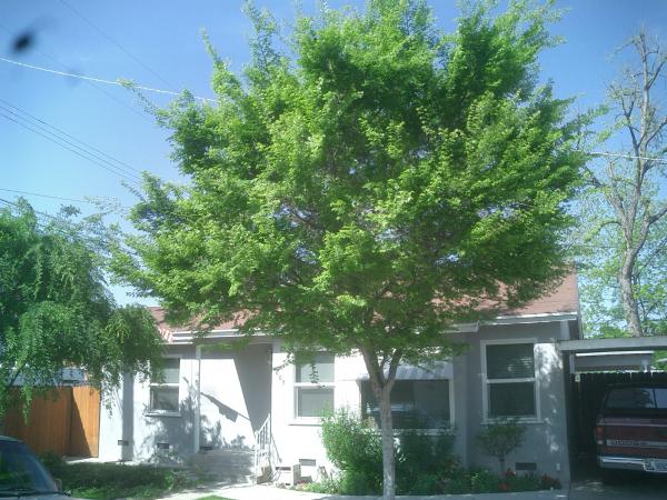 tree