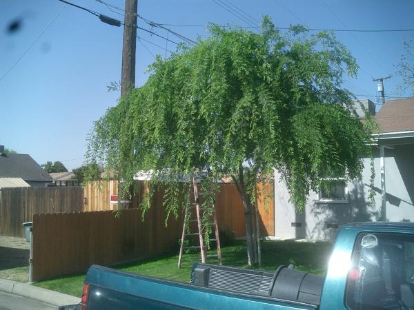 tree