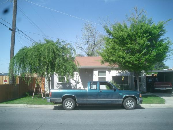 tree