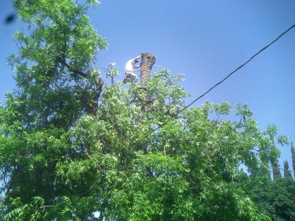 tree