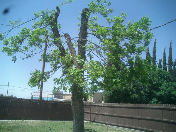 tree
