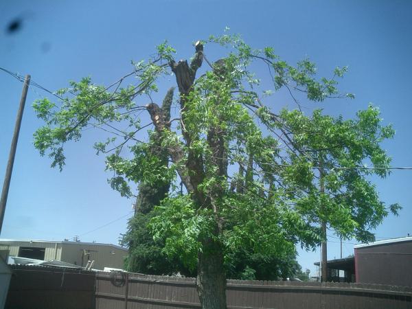 tree