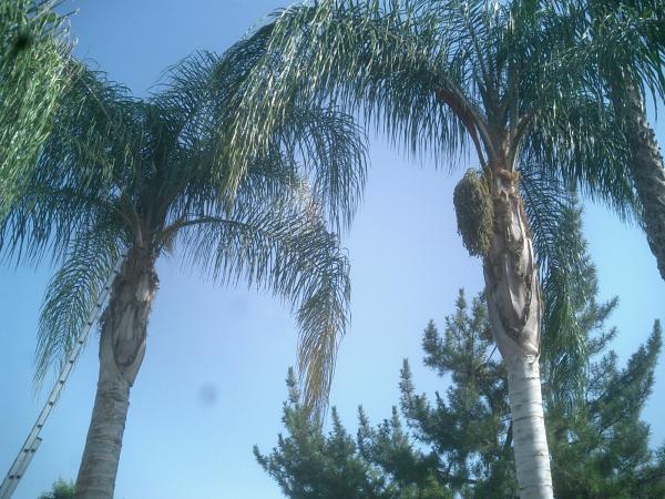tree