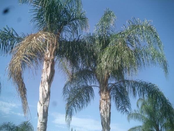 tree