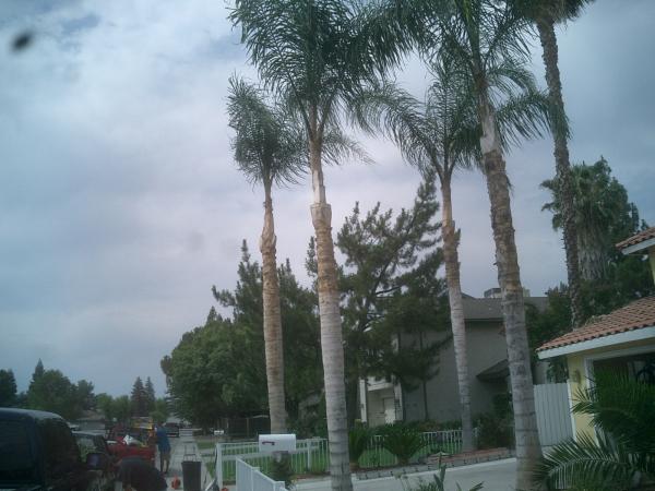 tree