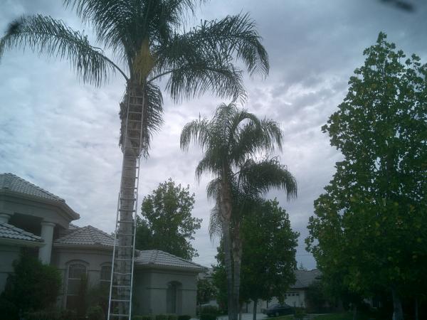 tree