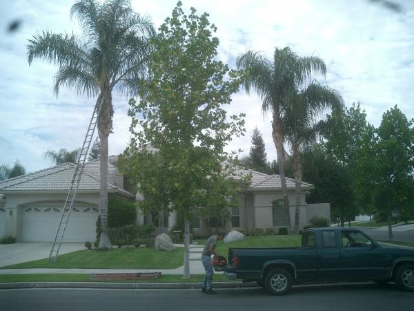 tree