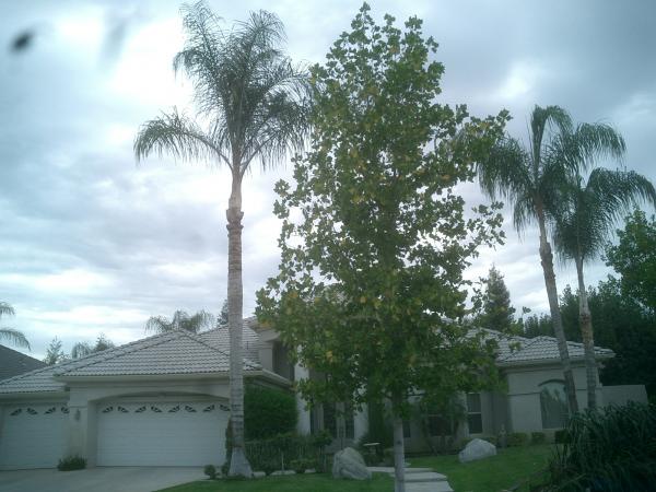 tree