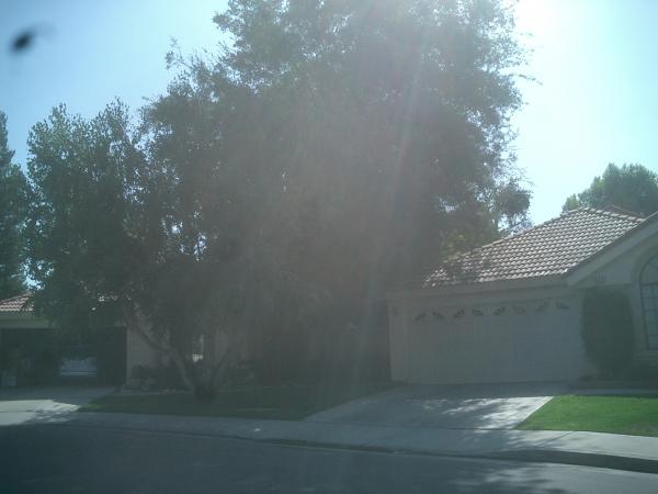tree