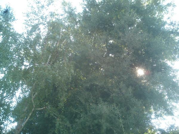 tree