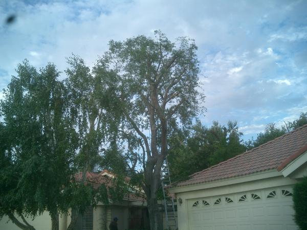tree