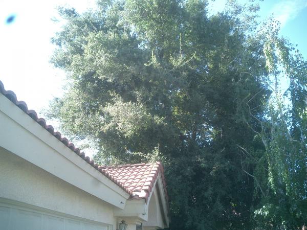 tree