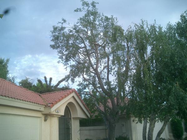 tree