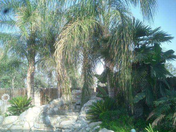 tree
