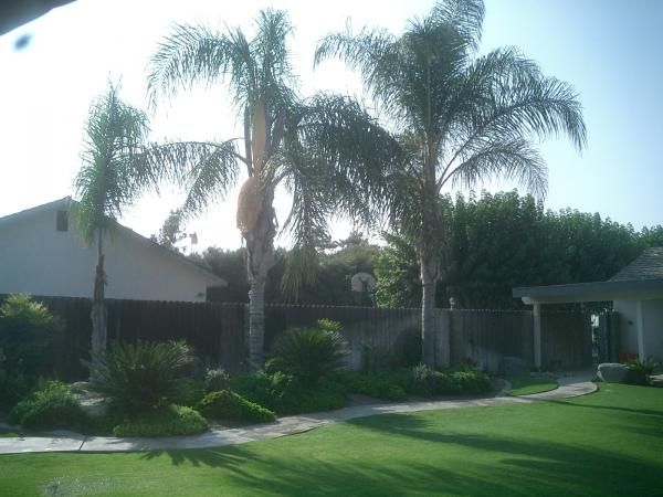 tree