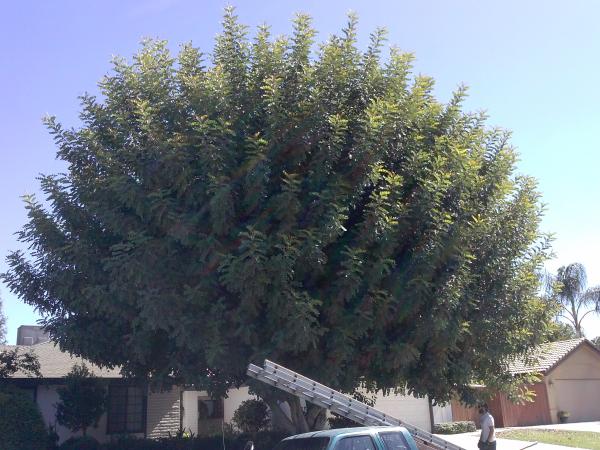 tree