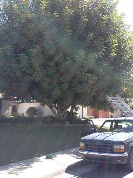 tree