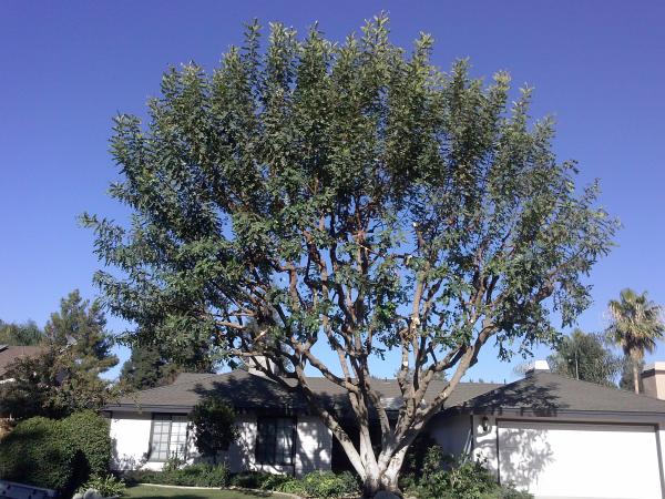 tree
