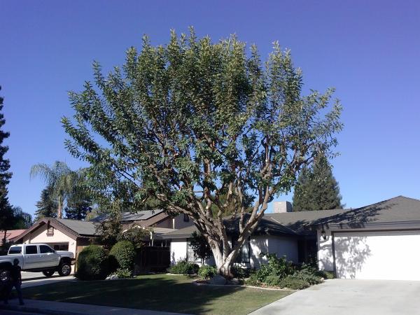 tree