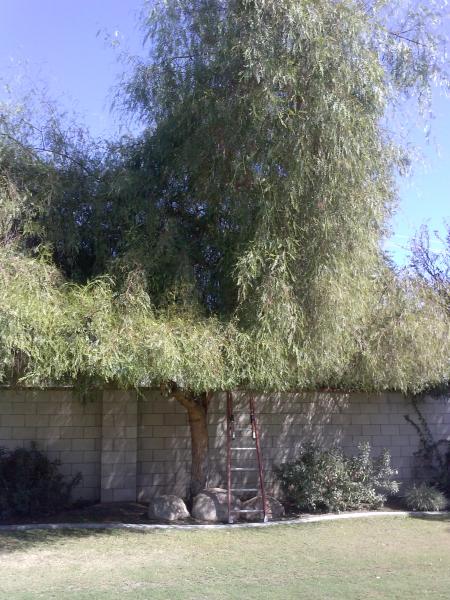 tree