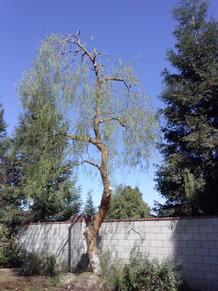 tree