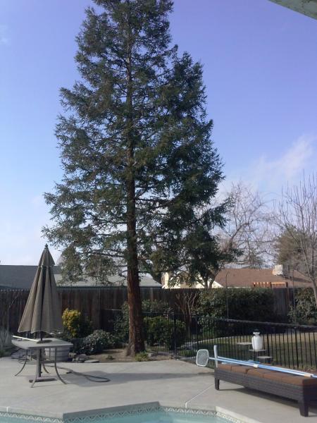 tree