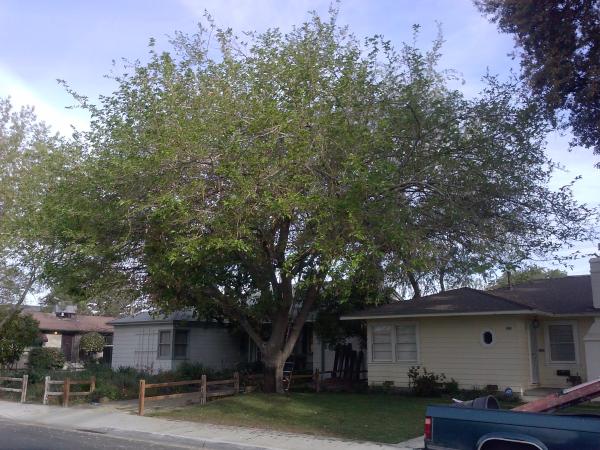 tree