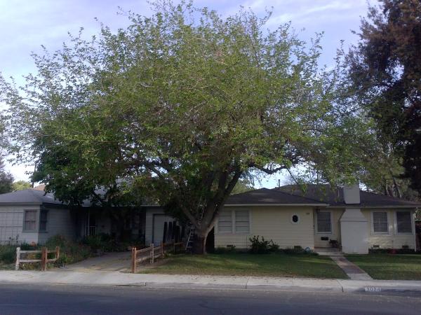 tree