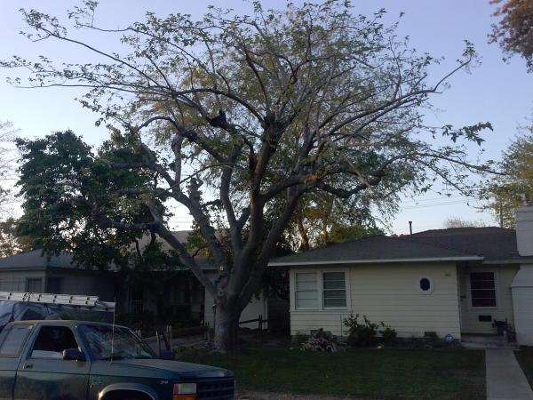 tree