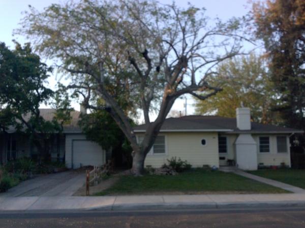 tree
